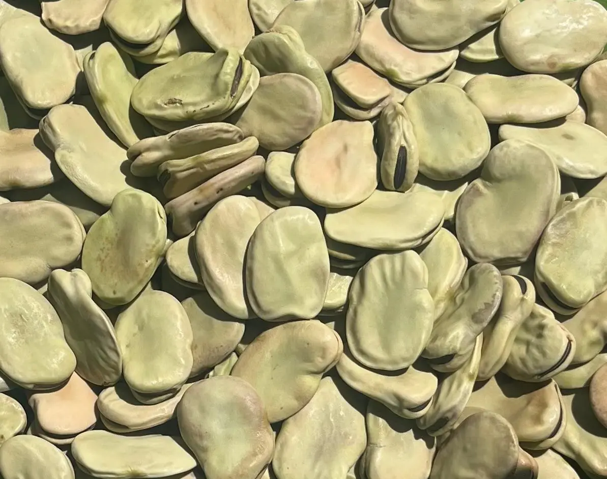 Broad Beans