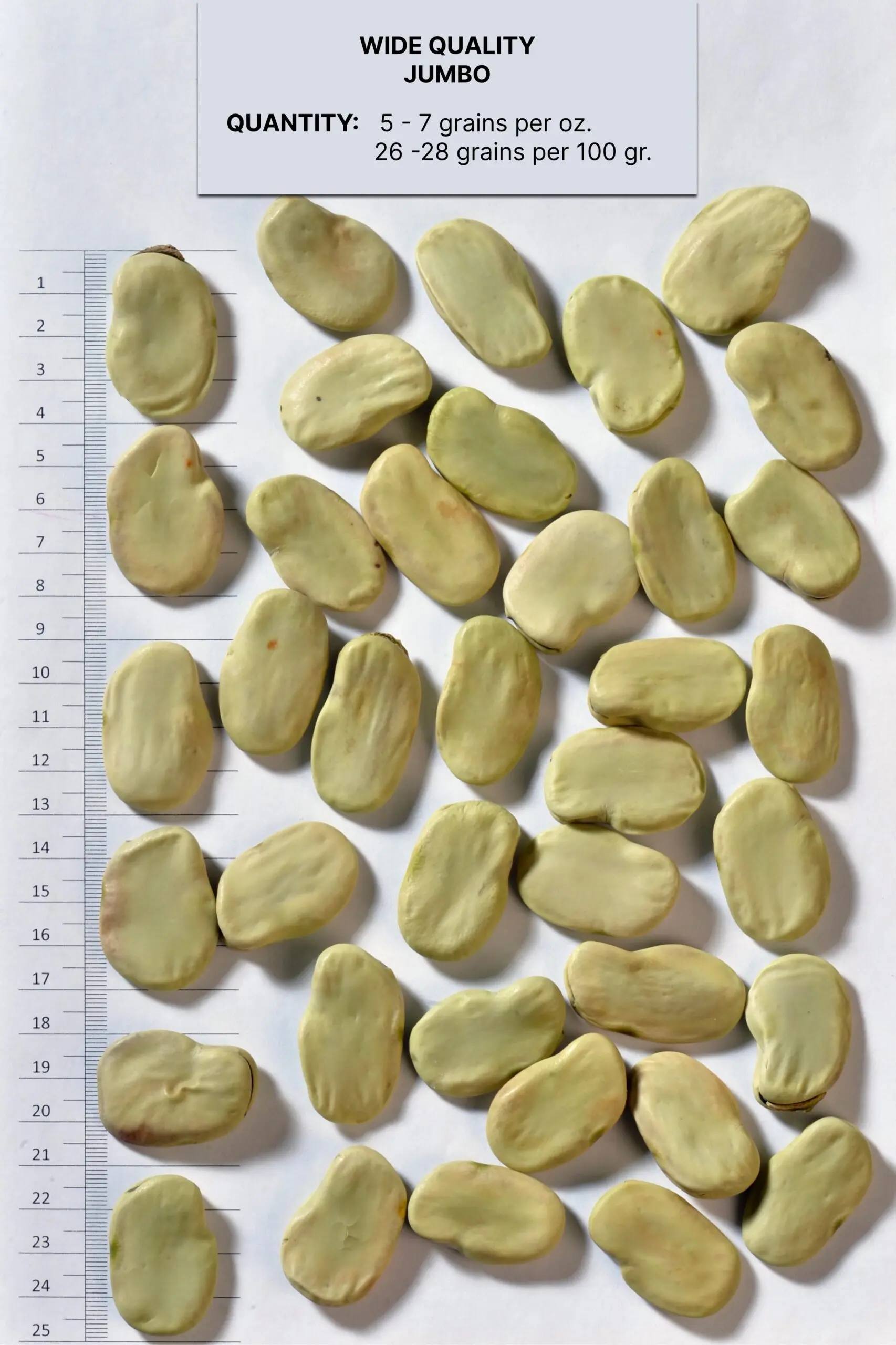 Broad Beans Jumbo