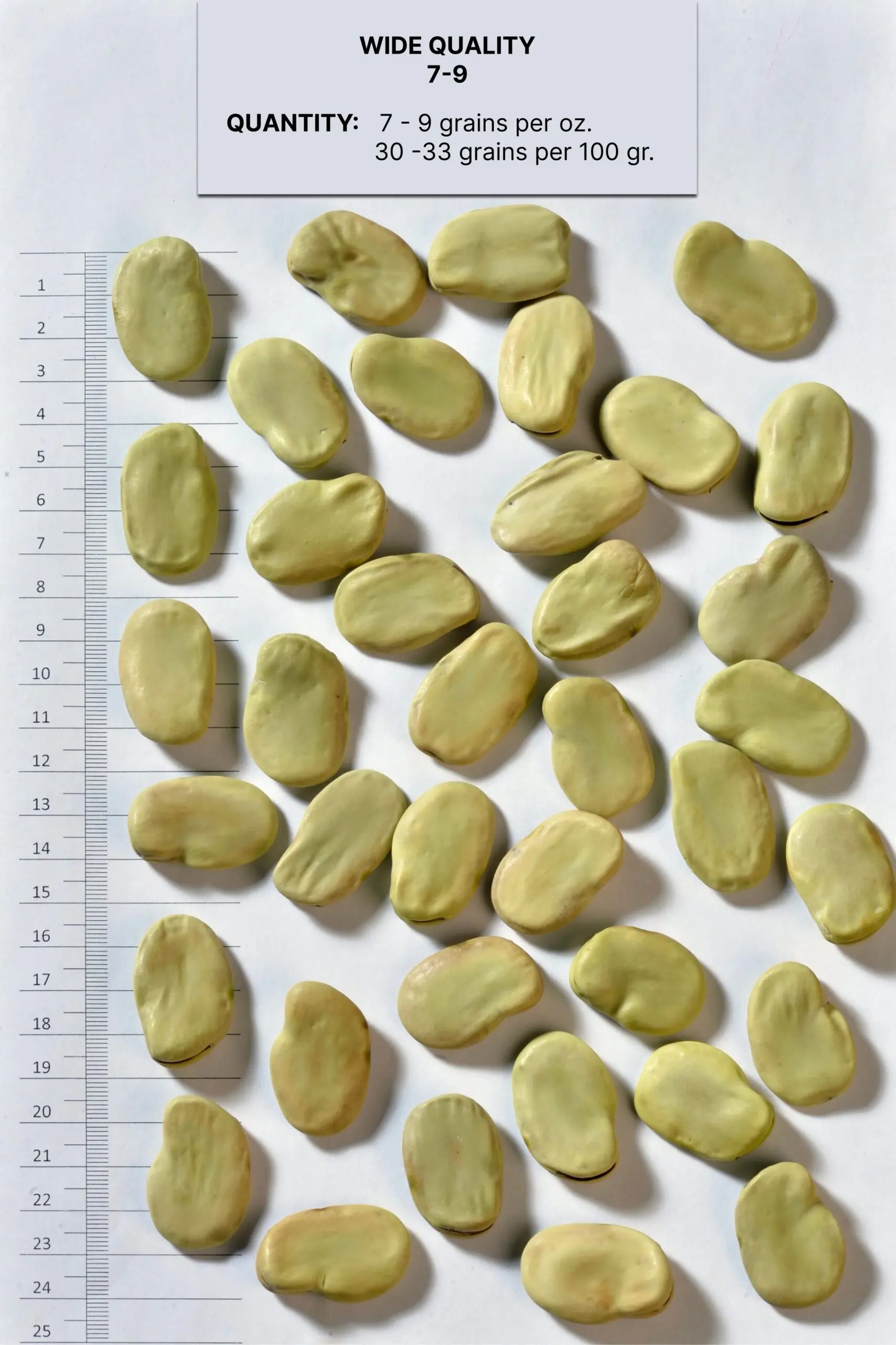 Broad Beans Wide